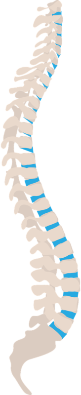 Spine image for the back pain article