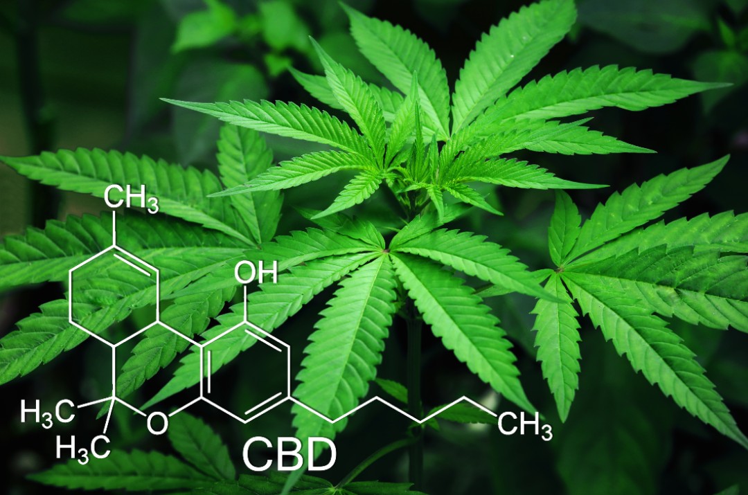 cannabis plant - cbd chemical structure